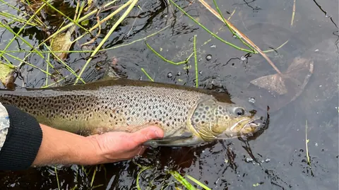 Кумжа в руках у воды