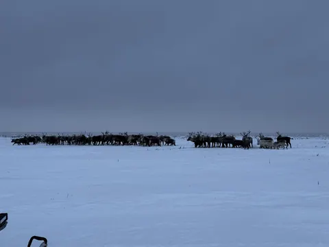 Зимний Канин